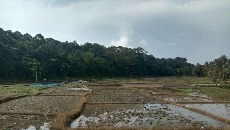 Antisipasi Kemarau, Petani Pesbar Diminta Percepat Tanam
